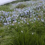 ヒメ日記 2025/05/11 18:19 投稿 黒澤 しほ ５(ファイブ)