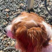 ヒメ日記 2025/11/25 15:42 投稿 あこ 君とふわふわプリンセスin立川