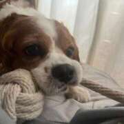 ヒメ日記 2025/12/11 02:08 投稿 あこ 君とふわふわプリンセスin立川