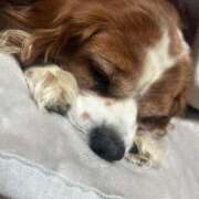 ヒメ日記 2025/12/20 21:11 投稿 あこ 君とふわふわプリンセスin立川