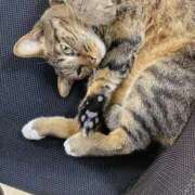 ヒメ日記 2026/01/15 18:31 投稿 あいみ 人妻美人館