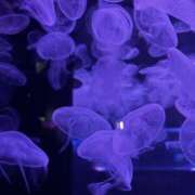 ヒメ日記 2025/07/19 00:48 投稿 あかり Club Melty