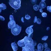 ヒメ日記 2025/10/20 21:46 投稿 あかり Club Melty