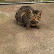 ヒメ日記 2025/10/31 14:11 投稿 いおり 横浜コスプレデビュー（シンデレラグループ）