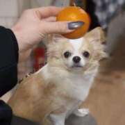 ヒメ日記 2026/01/25 15:48 投稿 こなつ 素敵な女の子は好きですか？