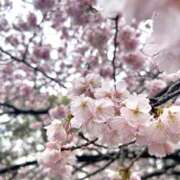 ヒメ日記 2026/03/31 21:12 投稿 ひなの 体感サロン マチルダとベロニカ