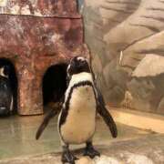 ヒメ日記 2025/02/11 02:16 投稿 もも ドMな逆バニーちゃん　すすきの店