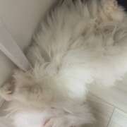 ヒメ日記 2025/04/06 12:52 投稿 つむぎ 聖女(マリア)