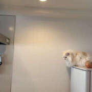 ヒメ日記 2025/07/30 17:41 投稿 つむぎ 聖女(マリア)