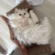 ヒメ日記 2025/09/22 10:29 投稿 つむぎ 聖女(マリア)