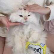 ヒメ日記 2025/11/24 11:30 投稿 つむぎ 聖女(マリア)