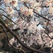 ヒメ日記 2025/04/01 18:02 投稿 成瀬ちこ 彩タマンサ（埼玉ハレ系）