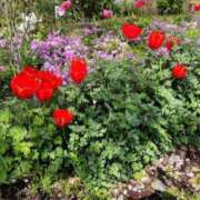 ヒメ日記 2025/04/15 12:24 投稿 りこ チューリップ土浦店