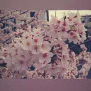 ヒメ日記 2026/03/13 23:54 投稿 月野楽々 ローテンブルク