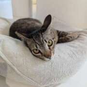 りこ 今週の出勤 ぽっちゃりデリヘル倶楽部