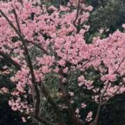 ヒメ日記 2025/04/04 18:34 投稿 あすか リニューアル