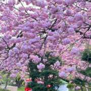 ヒメ日記 2025/05/05 11:33 投稿 体験ララ ツートップ