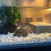 ヒメ日記 2026/01/03 10:40 投稿 はる One More 奥様 鶯谷店