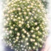 ヒメ日記 2025/02/17 06:41 投稿 富田 えり こあくまな熟女たち三河店（KOAKUMAグループ）