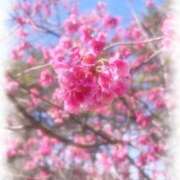 ヒメ日記 2025/02/20 07:03 投稿 富田 えり こあくまな熟女たち三河店（KOAKUMAグループ）