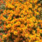 ヒメ日記 2025/02/23 07:21 投稿 富田 えり こあくまな熟女たち三河店（KOAKUMAグループ）