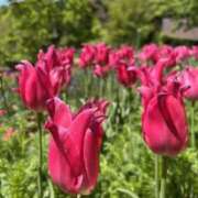 ヒメ日記 2025/05/01 08:53 投稿 富田 えり こあくまな熟女たち三河店（KOAKUMAグループ）