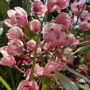 ヒメ日記 2025/05/01 13:51 投稿 富田 えり こあくまな熟女たち三河店（KOAKUMAグループ）