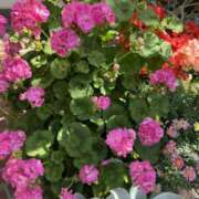 ヒメ日記 2025/05/01 17:44 投稿 富田 えり こあくまな熟女たち三河店（KOAKUMAグループ）