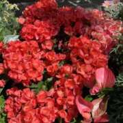 ヒメ日記 2025/05/02 11:02 投稿 富田 えり こあくまな熟女たち三河店（KOAKUMAグループ）