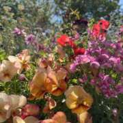 ヒメ日記 2025/05/02 15:03 投稿 富田 えり こあくまな熟女たち三河店（KOAKUMAグループ）