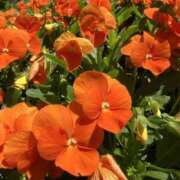 ヒメ日記 2025/05/07 00:37 投稿 富田 えり こあくまな熟女たち三河店（KOAKUMAグループ）