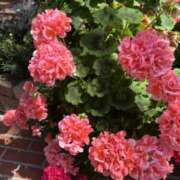 ヒメ日記 2025/05/18 12:44 投稿 富田 えり こあくまな熟女たち三河店（KOAKUMAグループ）