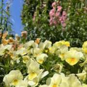 ヒメ日記 2025/06/01 11:09 投稿 富田 えり こあくまな熟女たち三河店（KOAKUMAグループ）