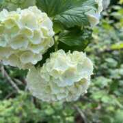 ヒメ日記 2025/06/07 17:52 投稿 富田 えり こあくまな熟女たち三河店（KOAKUMAグループ）