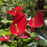 ヒメ日記 2025/06/10 13:33 投稿 富田 えり こあくまな熟女たち三河店（KOAKUMAグループ）