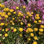 ヒメ日記 2025/07/17 13:26 投稿 富田 えり こあくまな熟女たち三河店（KOAKUMAグループ）