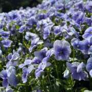 ヒメ日記 2025/11/04 19:20 投稿 富田 えり こあくまな熟女たち三河店（KOAKUMAグループ）