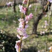 ヒメ日記 2026/03/15 11:45 投稿 富田 えり こあくまな熟女たち三河店（KOAKUMAグループ）