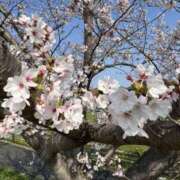 ヒメ日記 2026/04/03 13:16 投稿 富田 えり こあくまな熟女たち三河店（KOAKUMAグループ）