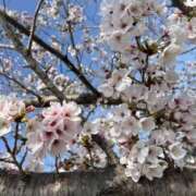 ヒメ日記 2026/04/04 08:49 投稿 富田 えり こあくまな熟女たち三河店（KOAKUMAグループ）