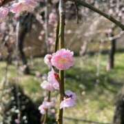 ヒメ日記 2026/04/08 10:35 投稿 富田 えり こあくまな熟女たち三河店（KOAKUMAグループ）