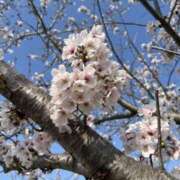 ヒメ日記 2026/04/13 10:01 投稿 富田 えり こあくまな熟女たち三河店（KOAKUMAグループ）