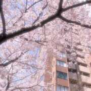 ヒメ日記 2025/04/04 10:40 投稿 るなぴ 五反田サンキュー