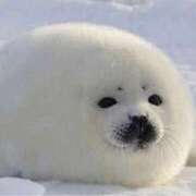 ヒメ日記 2026/02/11 18:36 投稿 こもも 京都出張メンズエステChou Chou（シュシュ)