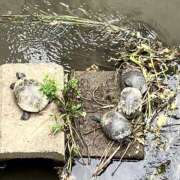 はな あと2時間受付ちぅ ぼくらのデリヘルランドin久喜店