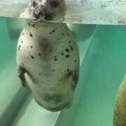 ヒメ日記 2025/10/25 23:20 投稿 アマネ AMOUR（アムール）