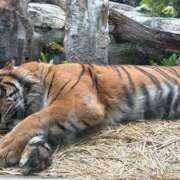 アマネ 🐯 AMOUR（アムール）