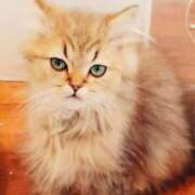 ヒメ日記 2025/03/08 10:05 投稿 ふゆな 奥様特急長岡店