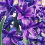 ヒメ日記 2025/03/11 02:01 投稿 ふゆな 奥様特急長岡店