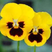 ヒメ日記 2025/03/12 18:51 投稿 ふゆな 奥様特急長岡店